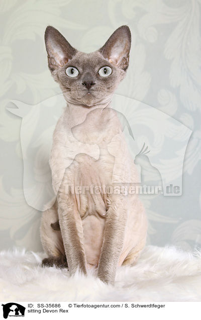 sitzende Devon Rex / sitting Devon Rex / SS-35686