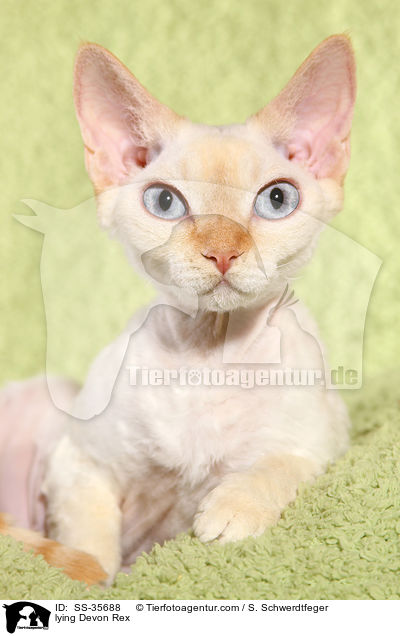 lying Devon Rex / SS-35688