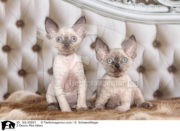2 Devon Rex kitten / SS-35691