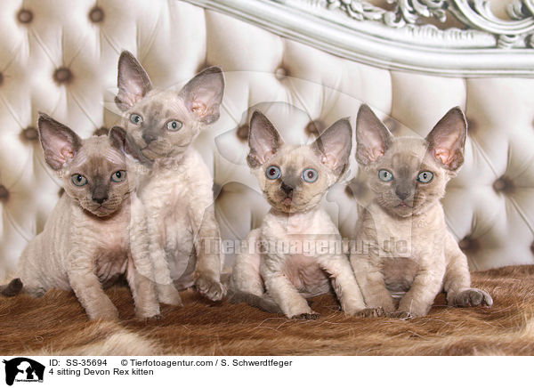 4 sitting Devon Rex kitten / SS-35694