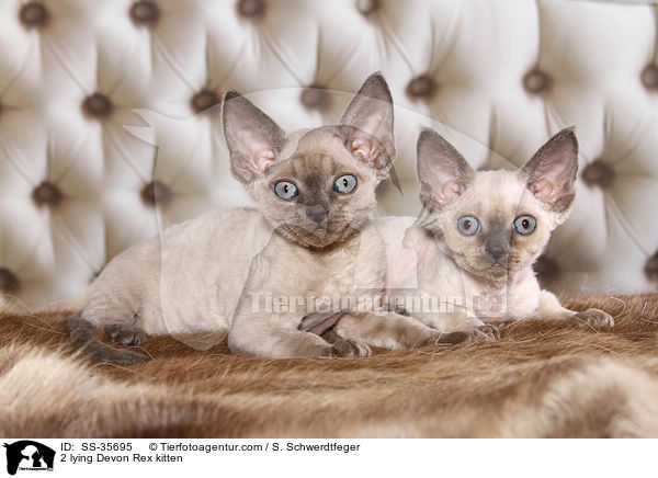 2 lying Devon Rex kitten / SS-35695