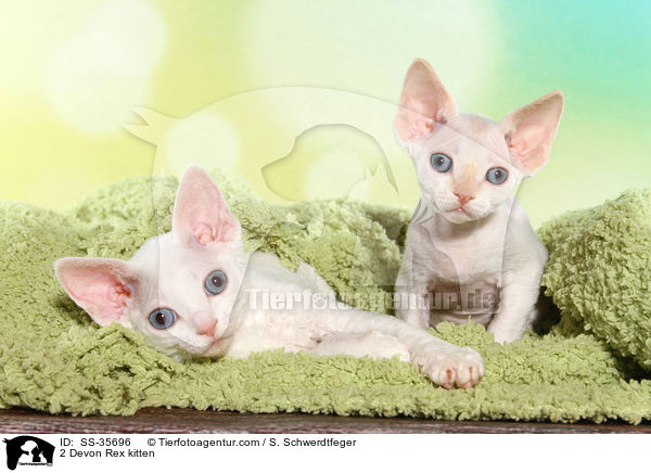 2 Devon Rex kitten / SS-35696