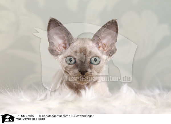 lying Devon Rex kitten / SS-35697