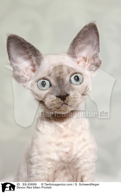 Devon Rex kitten Portrait / SS-35699