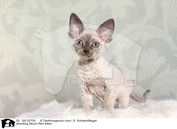 standing Devon Rex kitten / SS-35700