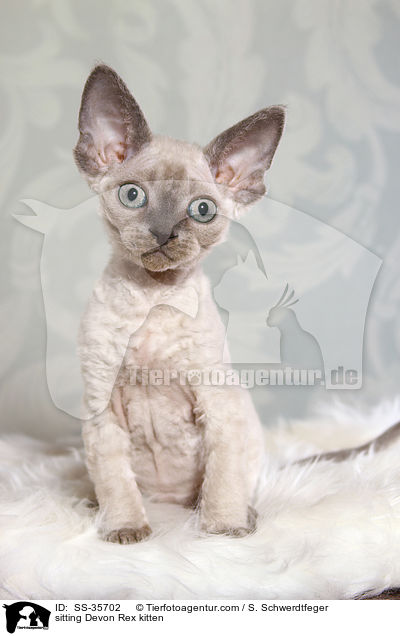 sitting Devon Rex kitten / SS-35702