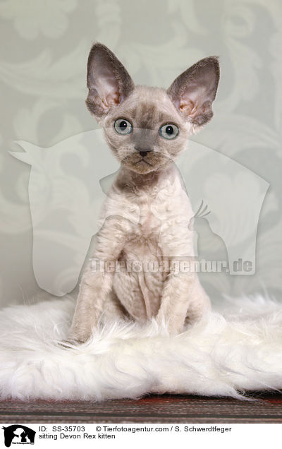 sitting Devon Rex kitten / SS-35703