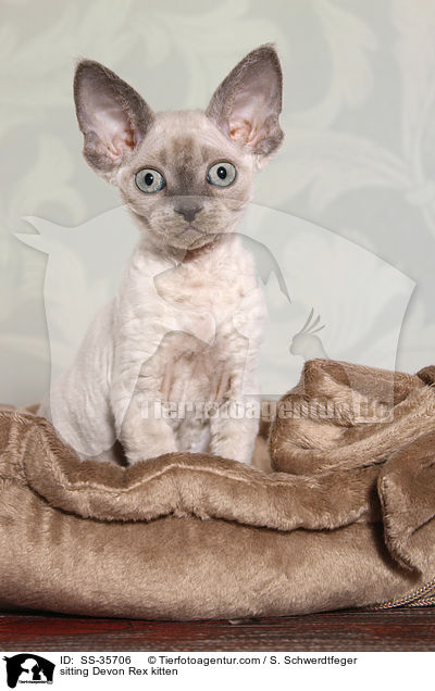 sitting Devon Rex kitten / SS-35706