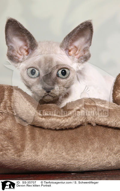 Devon Rex kitten Portrait / SS-35707