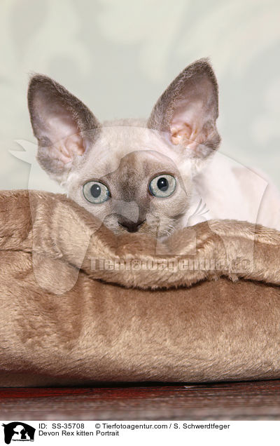 Devon Rex kitten Portrait / SS-35708