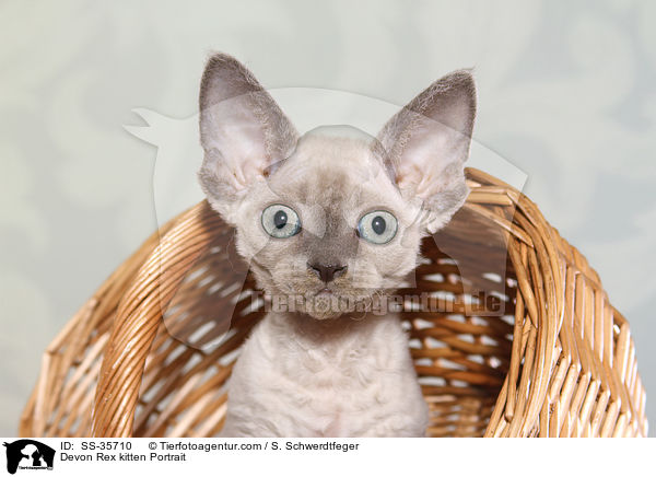 Devon Rex kitten Portrait / SS-35710