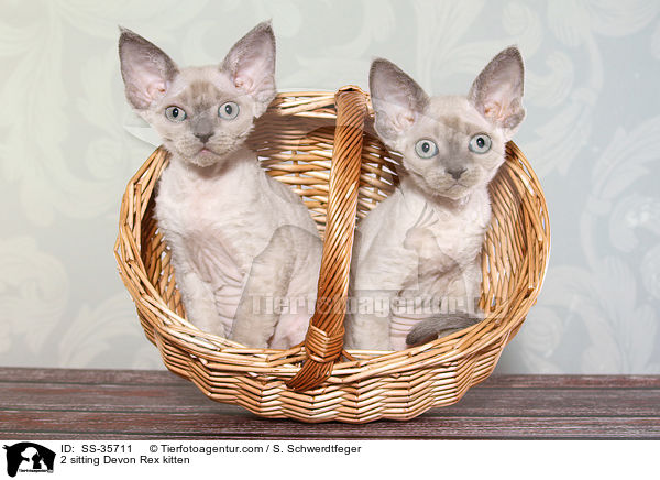 2 sitting Devon Rex kitten / SS-35711