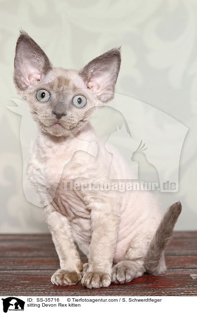 sitting Devon Rex kitten / SS-35716