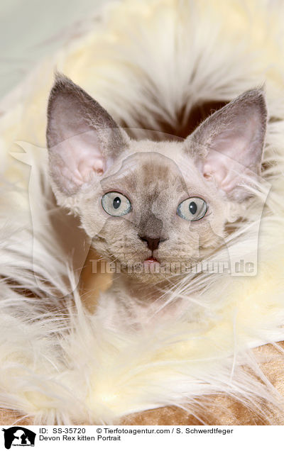 Devon Rex kitten Portrait / SS-35720
