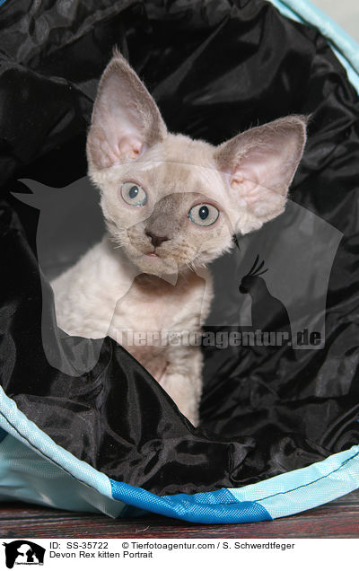 Devon Rex kitten Portrait / SS-35722