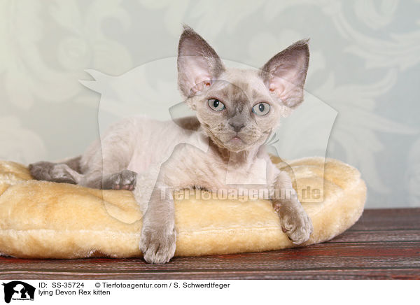 lying Devon Rex kitten / SS-35724