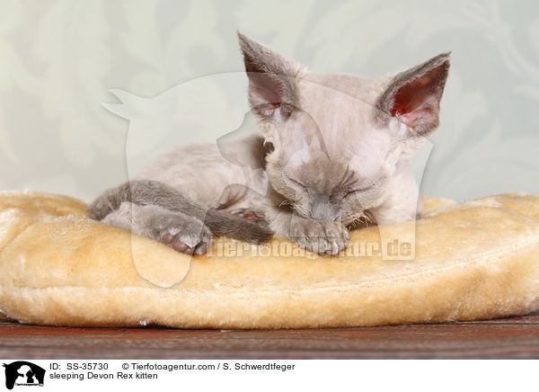 sleeping Devon Rex kitten / SS-35730