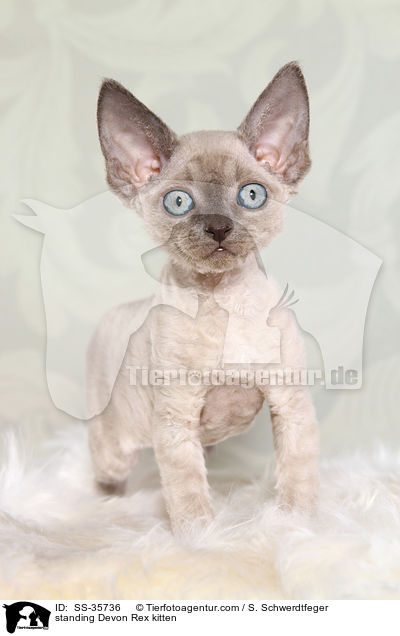 standing Devon Rex kitten / SS-35736
