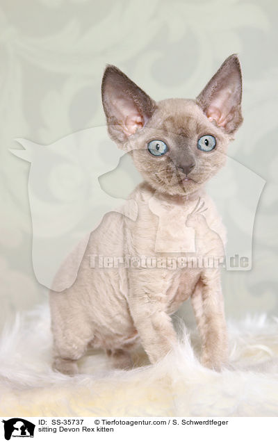 sitting Devon Rex kitten / SS-35737