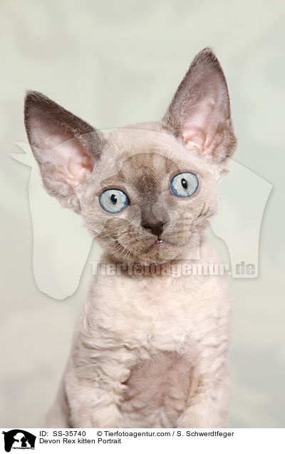 Devon Rex kitten Portrait / SS-35740