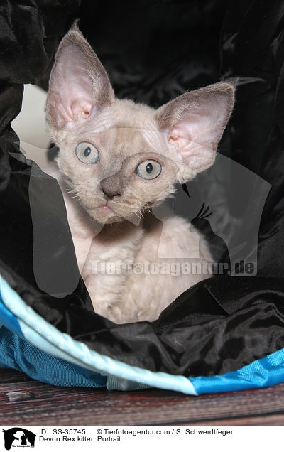 Devon Rex kitten Portrait / SS-35745