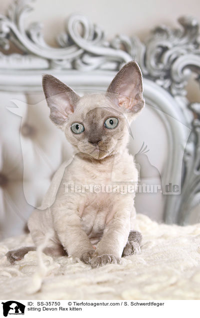 sitzendes Devon Rex Ktzchen / sitting Devon Rex kitten / SS-35750