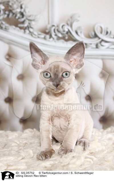 sitting Devon Rex kitten / SS-35752
