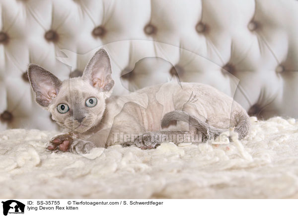 liegendes Devon Rex Ktzchen / lying Devon Rex kitten / SS-35755
