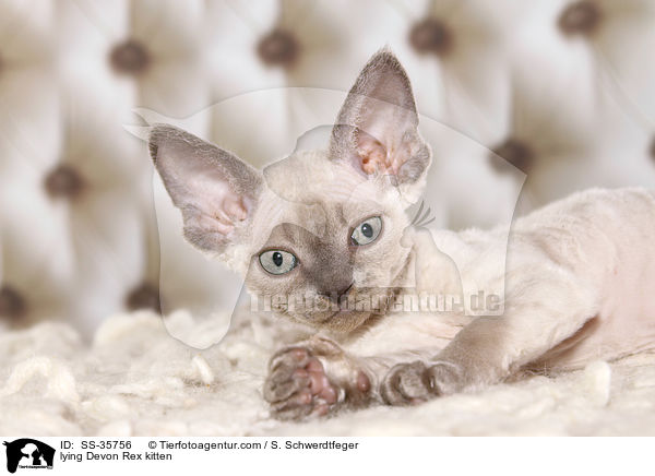 lying Devon Rex kitten / SS-35756
