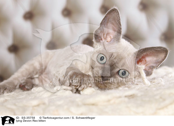 lying Devon Rex kitten / SS-35758