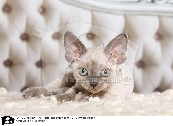 lying Devon Rex kitten / SS-35759