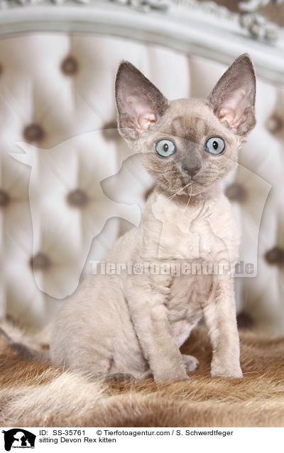 sitzendes Devon Rex Ktzchen / sitting Devon Rex kitten / SS-35761