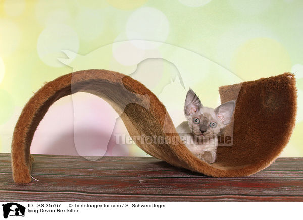lying Devon Rex kitten / SS-35767