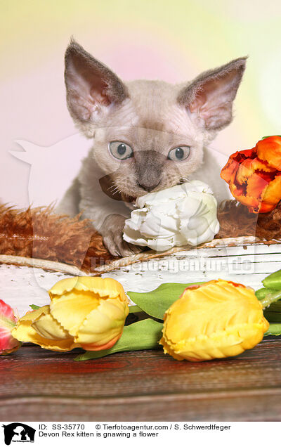 Devon Rex Ktzchen knabbert an Blume / Devon Rex kitten is gnawing a flower / SS-35770
