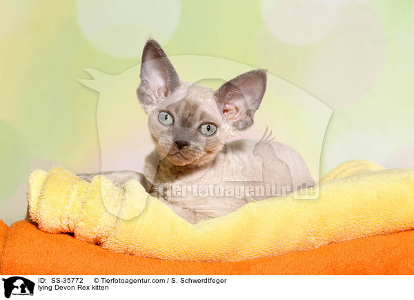 liegendes Devon Rex Ktzchen / lying Devon Rex kitten / SS-35772