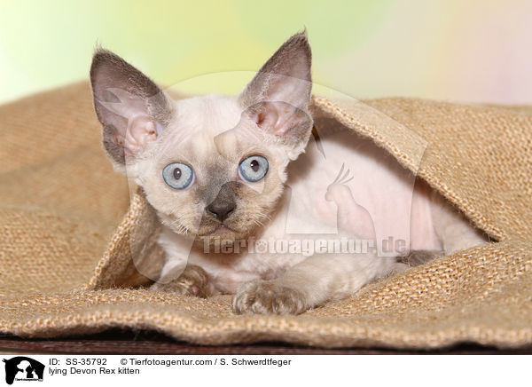 lying Devon Rex kitten / SS-35792