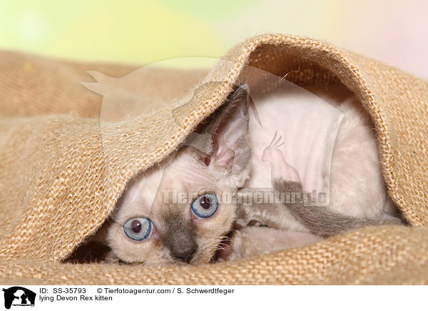 lying Devon Rex kitten / SS-35793