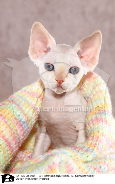 Devon Rex Ktzchen Portrait / Devon Rex kitten Portrait / SS-35800
