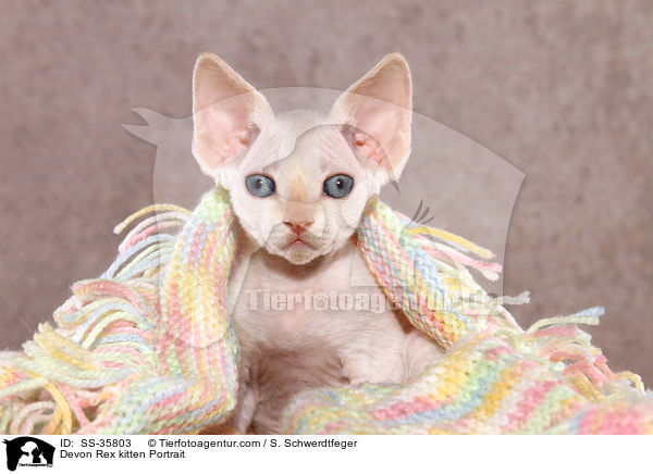 Devon Rex kitten Portrait / SS-35803