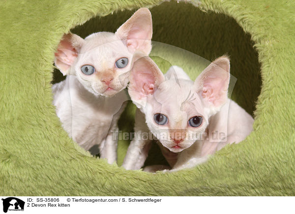 2 Devon Rex kitten / SS-35806