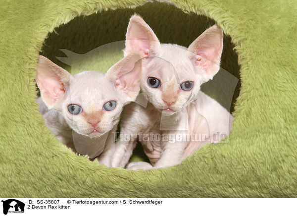 2 Devon Rex kitten / SS-35807