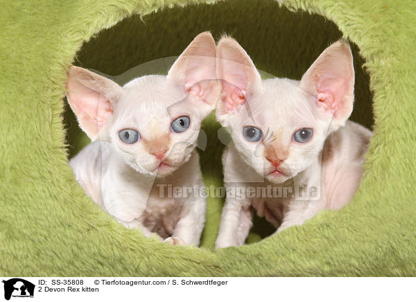 2 Devon Rex kitten / SS-35808