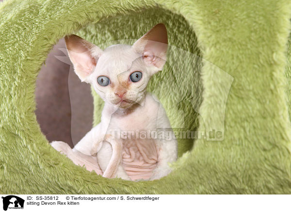 sitting Devon Rex kitten / SS-35812