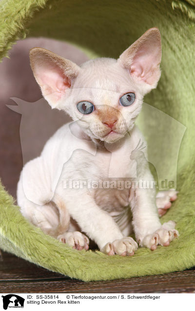 sitting Devon Rex kitten / SS-35814