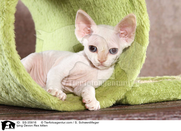 lying Devon Rex kitten / SS-35816