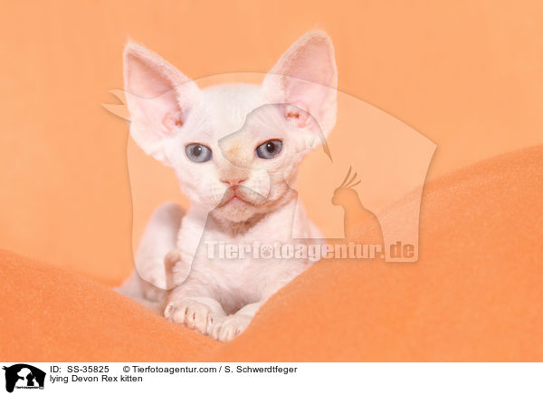 lying Devon Rex kitten / SS-35825