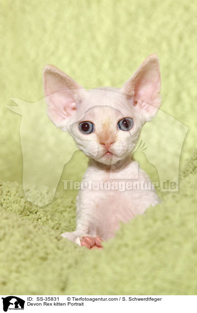 Devon Rex kitten Portrait / SS-35831