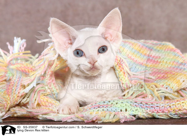 lying Devon Rex kitten / SS-35837