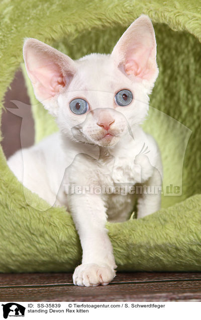 standing Devon Rex kitten / SS-35839