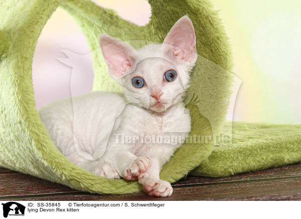 lying Devon Rex kitten / SS-35845